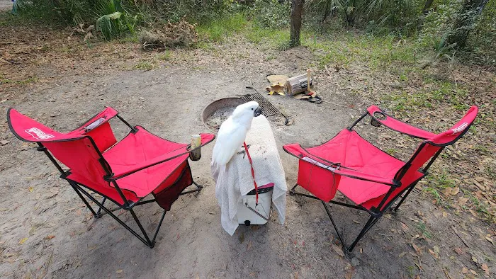 Matanzas State Forest Cedar Creek Campground Picture 6