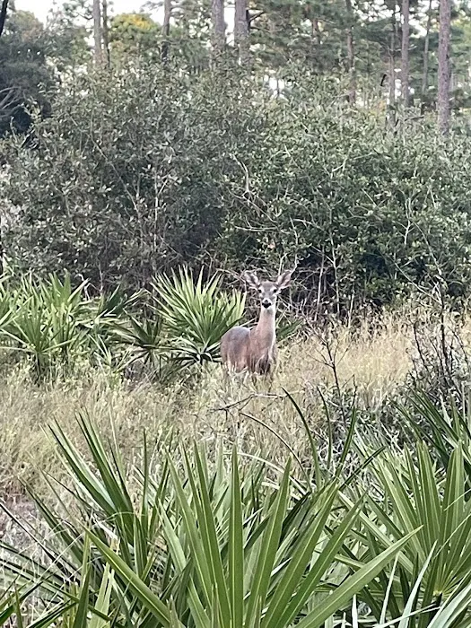 Faver-Dykes State Park Campground Picture 10