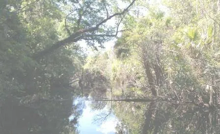 Pellicer Creek Campground Picture 3