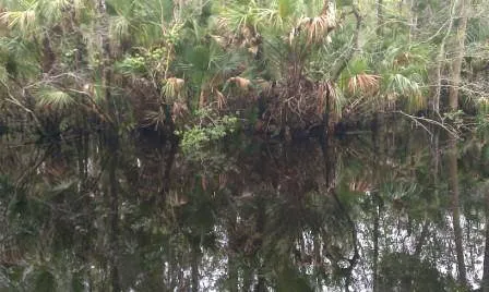 Pellicer Creek Campground Picture 5