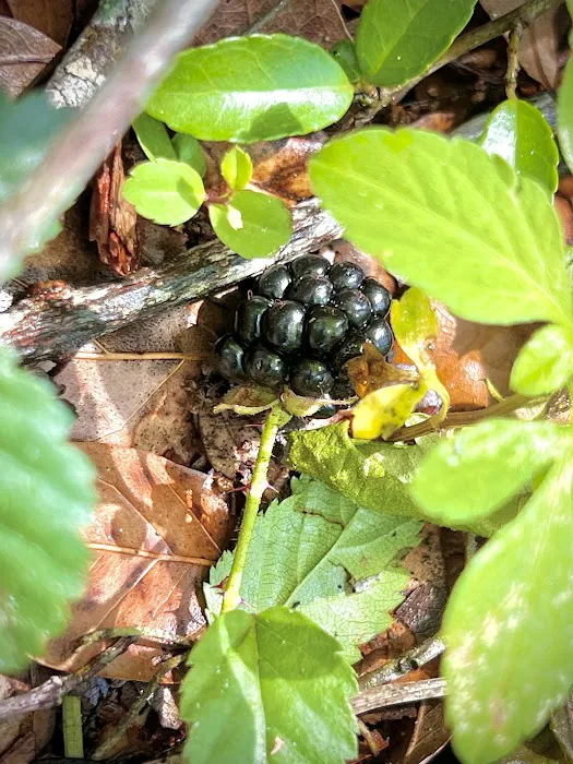 Pellicer Creek Campground Picture 6