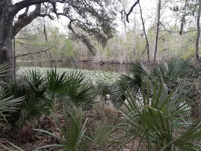 Davenport Landing Trailhead, Ocala National Forest Picture 6