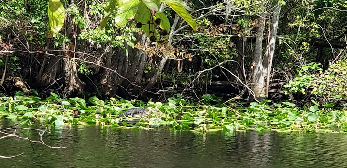 Davenport Landing Trailhead, Ocala National Forest Picture 10