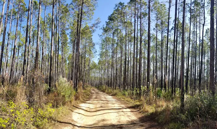 Davenport Landing Trailhead, Ocala National Forest Picture 7