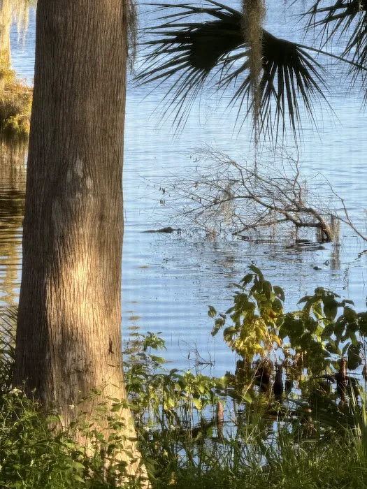 Lazy Days Camp Resort Picture 7