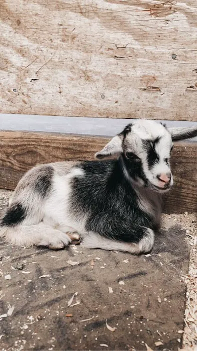 Collins Farm Picture 6