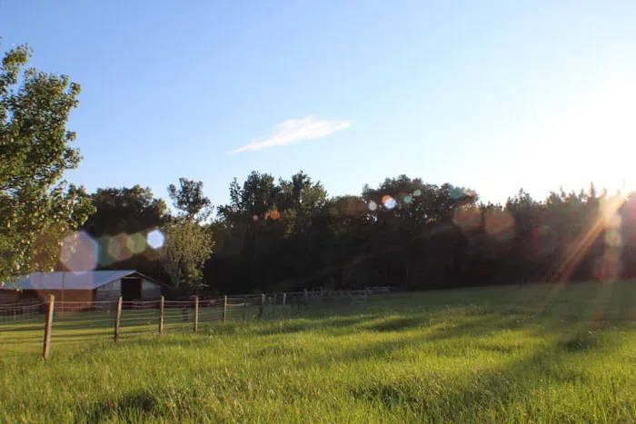 Collins Farm Picture 8