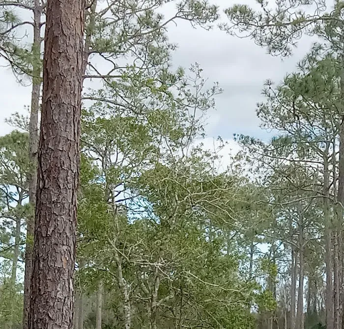 Lake Delancy West OHV Campground Picture 8