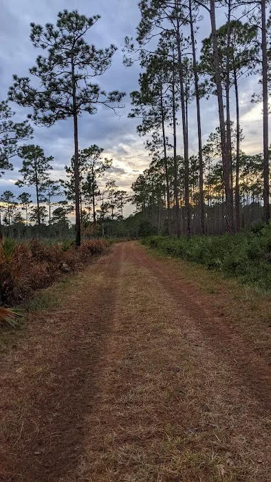 Orange Point - Welaka State Forest Picture 2