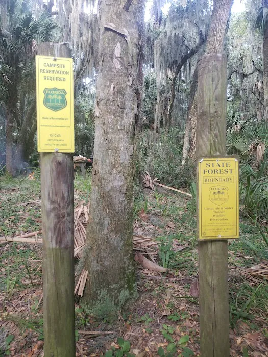 Orange Point - Welaka State Forest Picture 10