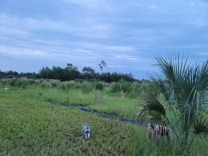 The Alencar Ranch Picture 8