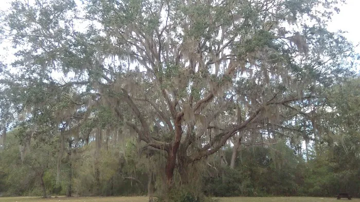 Shanty Pond Campground Picture 5