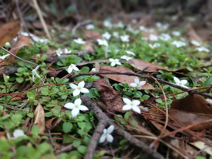 Shanty Pond Campground Picture 10
