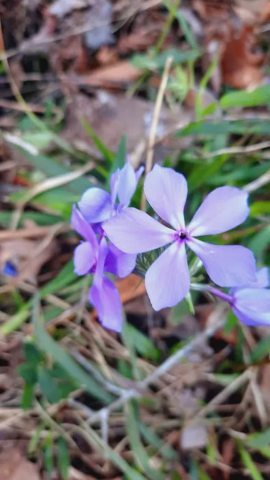 Bluff Rock Picture 2