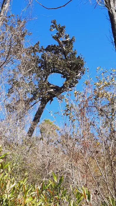 Bluff Rock Picture 7