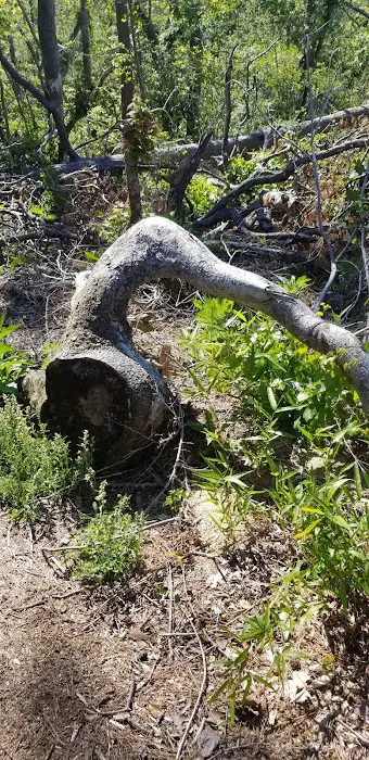 Bluff Rock Picture 9