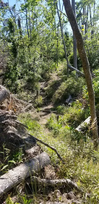 Bluff Rock Picture 10