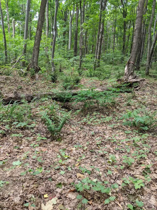 Cliffs Group Campsite Picture 1