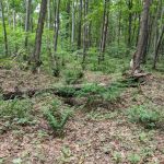 Cliffs Group Campsite