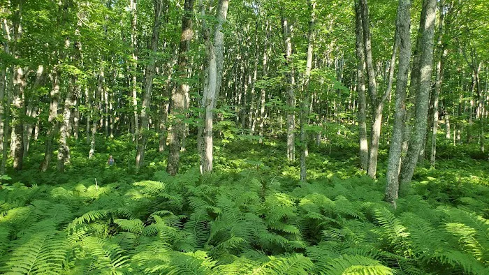 Cliffs Group Campsite Picture 5