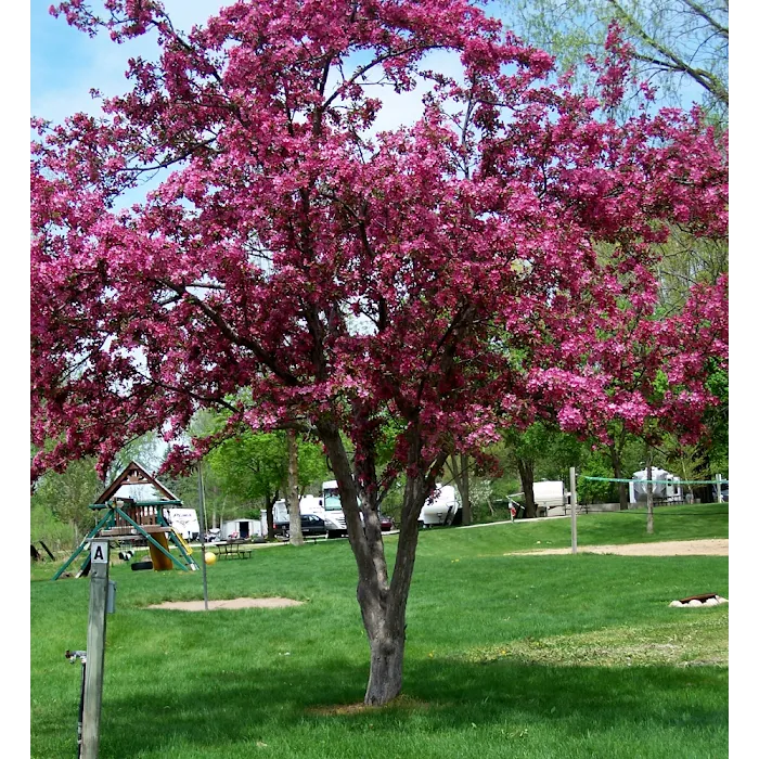 Apple Creek Campground Picture 10