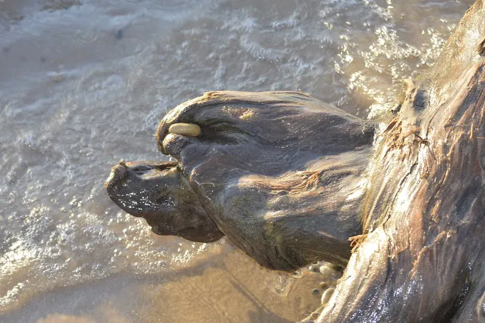 Outdoor Group Camp Picture 7