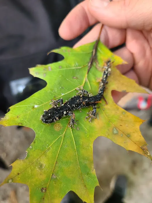 Outdoor Group Camp Picture 10