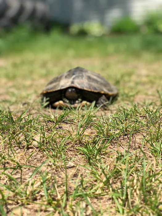 The Rock Camping Resort Bar Picture 6