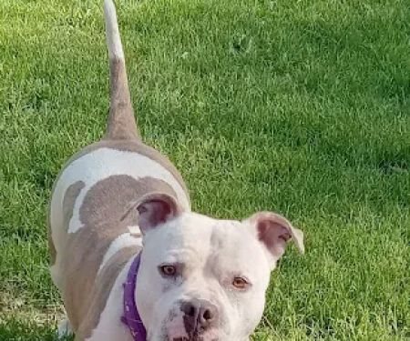 Reno Horse Campground