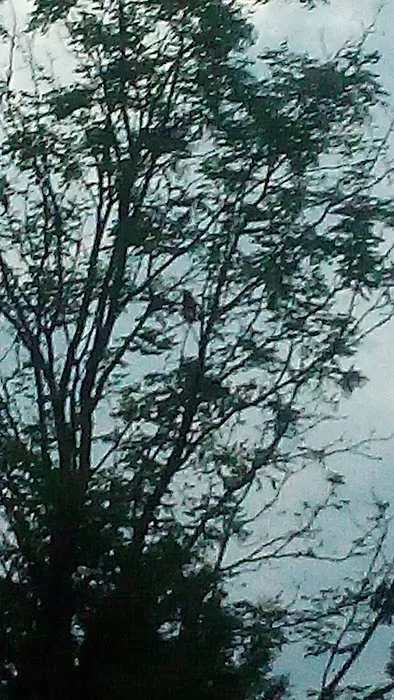 Morgan Creek Campground Picture 1