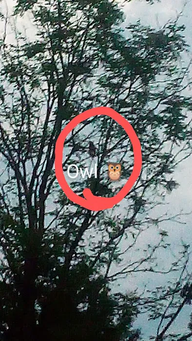 Morgan Creek Campground Picture 4