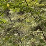 Duttons Cave Campground