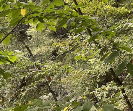 Duttons Cave Campground