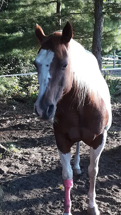Ukarydee Equestrian Camping Picture 5