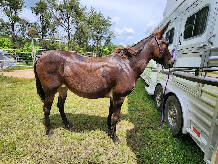 Ukarydee Equestrian Camping Picture 3