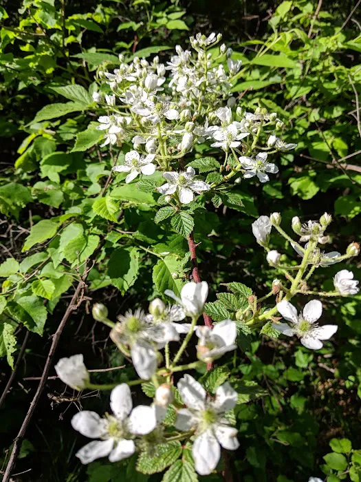 Buckhorn Campground Picture 2