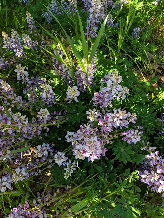 Buckhorn Campground Picture 4