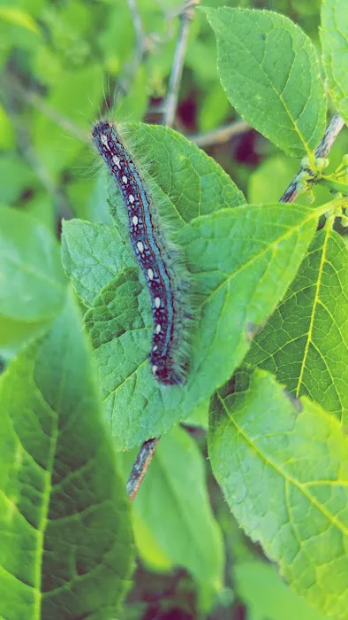 West Backpack Campsites Picture 8