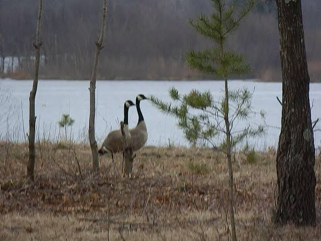 Castle Rock Lake Campground Picture 7