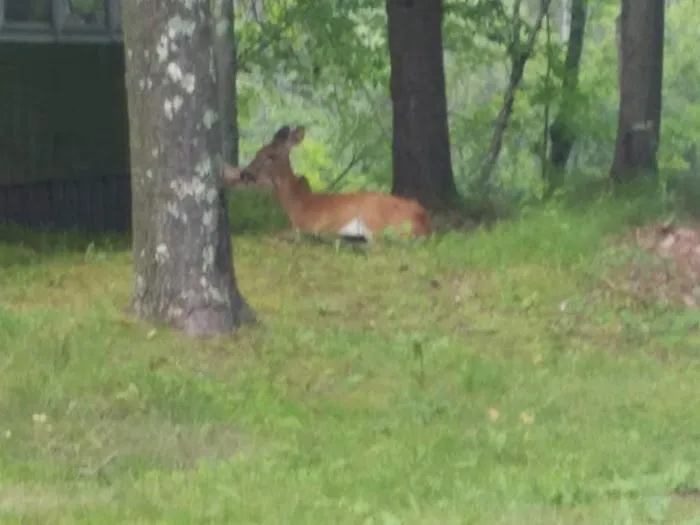 Camp Cleghorn Picture 4