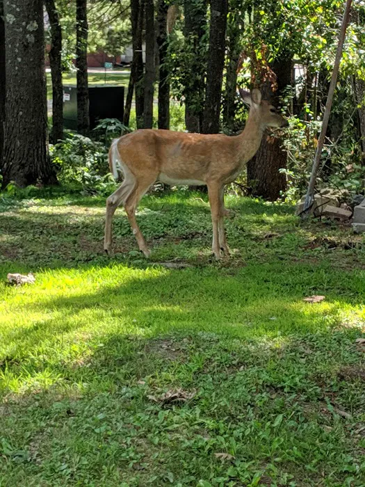 Camp Cleghorn Picture 3