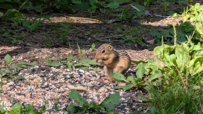 Hartman Creek State Park Family Campground Picture 2