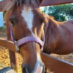 Wild West Campground and Corral