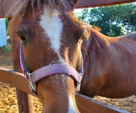 Wild West Campground and Corral