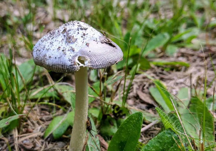 Lake Arrowhead Private Campground Picture 3