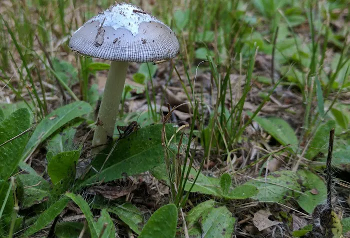 Lake Arrowhead Private Campground Picture 4