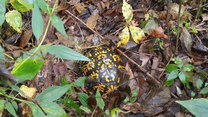 Hickory Hill Campground Picture 2