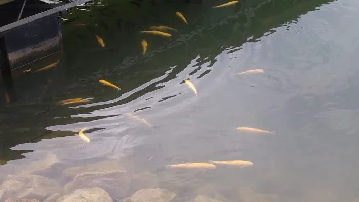 Hickory Hill Campground Picture 1