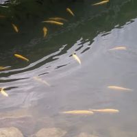 Hickory Hill Campground ico