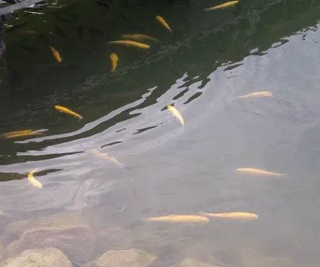 Hickory Hill Campground